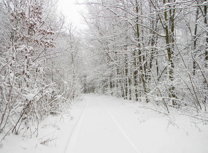 下雪后冬天森林里下雪的路。