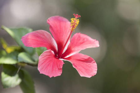 缅甸花园里五颜六色的热带栽培的鲜艳花朵