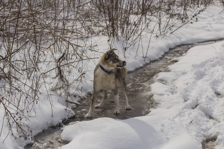 一只狗在雪地上玩耍。 有白眼的奇怪的狗。 捕食者穿过森林。