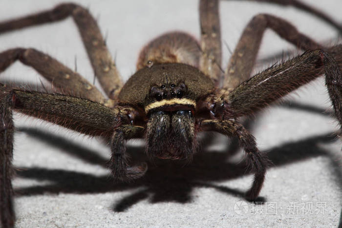 关闭墙上的蜘蛛狼