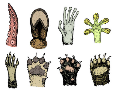 牛蹄动物或脚印和野生动物的爪子.