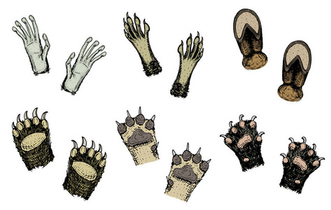 牛脚动物或脚印和野生动物的爪子.猴子和狗的手, 熊, 猫和蹄的奶牛.