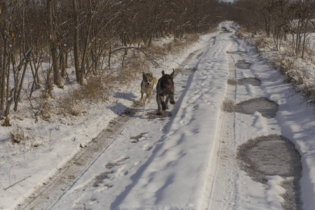 德国钢丝头发指针。 杜奇德拉赫塔格里芬。 一只狗在雪地里玩耍。