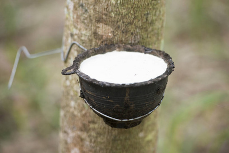 橡胶泰国图片-橡胶泰国素材-橡胶泰国插画-摄图新视界