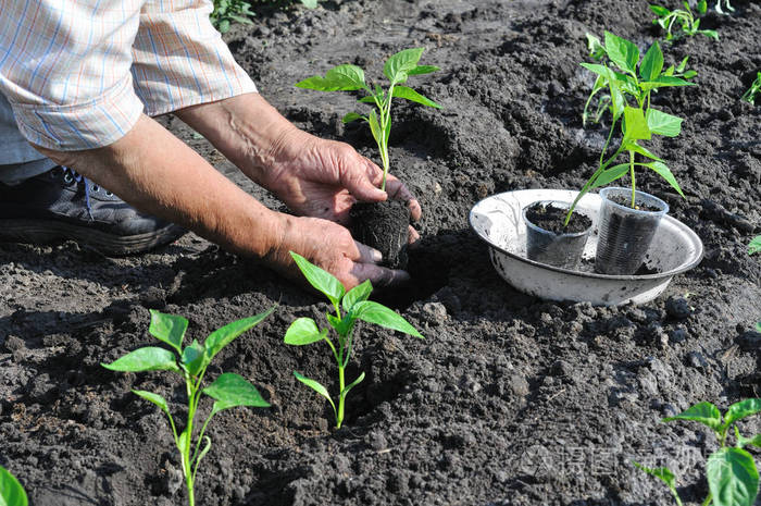 高级妇女在菜园里种了一棵胡椒苗照片 正版商用图片11pi2v 摄图新视界