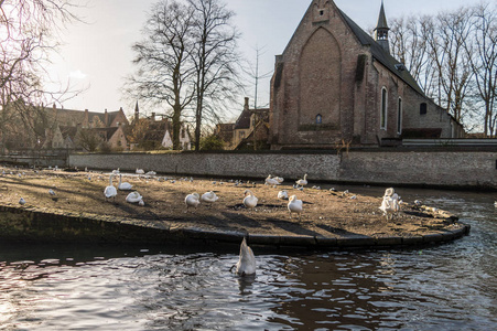 圣克塔伊丽莎白索维加德修道院沿着河游，比利时布鲁日中世纪城市游泳