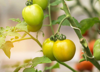 把番茄挂在温室有机农场的树上