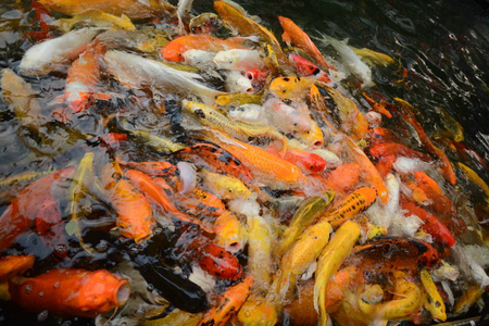 泰国鱼叫锦鲤鱼五颜六色地在池塘里游泳。电影的画面看起来不太清楚。