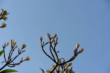 美丽的花园花。五颜六色的花，抽象的光和背景。春天的正式花园。 美丽的花园五颜六色的花。