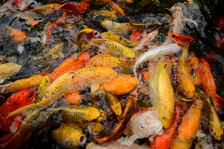泰国鱼叫锦鲤鱼五颜六色地在池塘里游泳。电影的画面看起来不太清楚。