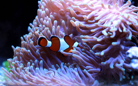 小丑鱼是水族馆里最受欢迎的咸水鱼