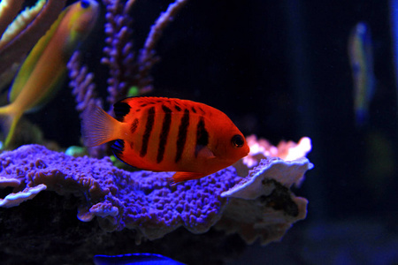 火焰神仙鱼火焰天使鱼(centropygeloricula)照片