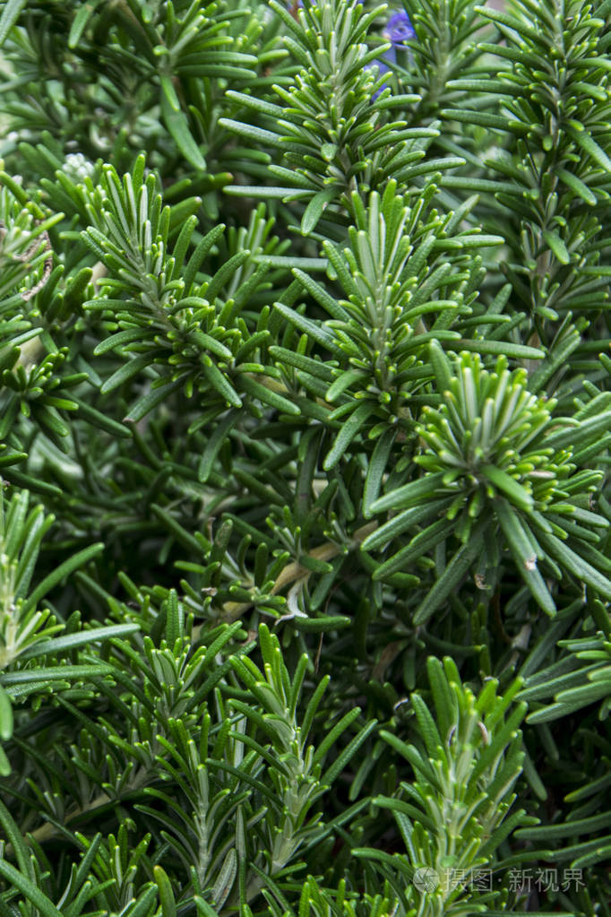 迷迭香健康草本植物天然园艺