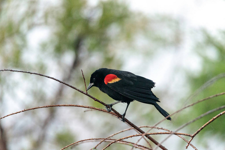 红翅黑鸟 Agelaius phoeniceus 栖息在一棵树上