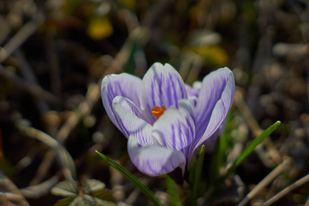 Crocusses 在春天慕尼黑巴伐利亚