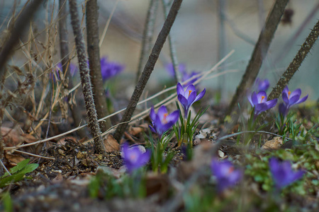 Crocusses 在春天慕尼黑巴伐利亚