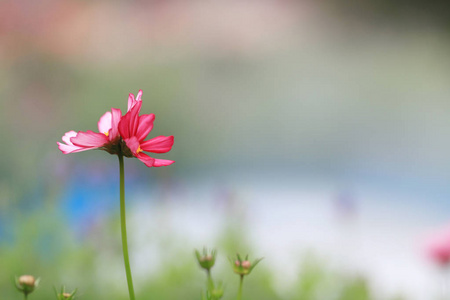 花园里盛开的粉红色宇宙花