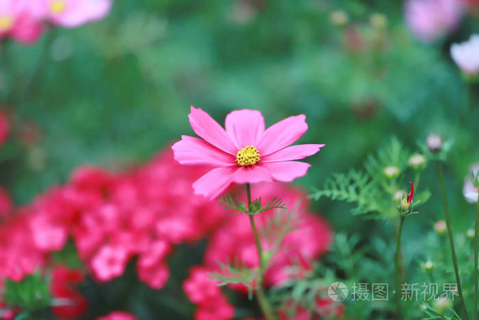 春天的宇宙bipinnatus Cloroful 花花园照片 正版商用图片11pu5o 摄图新视界 春天的宇宙bipinnatus Cloroful 花花园照片 正版商用图片11pu5o 摄图新视界