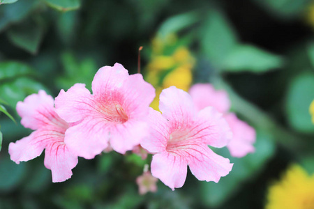 香港正式花园中的花坛图片