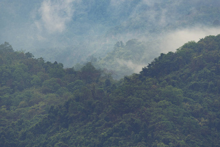 热带森林自然景观khaoyai国家公园泰国复古滤镜图像