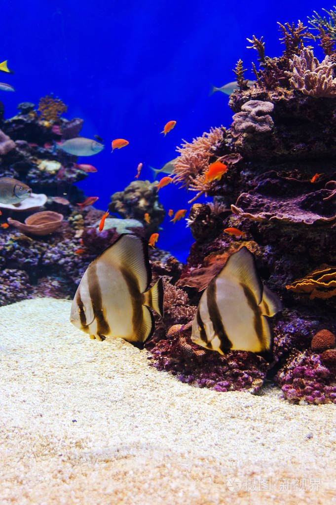 红海水族馆的鱼