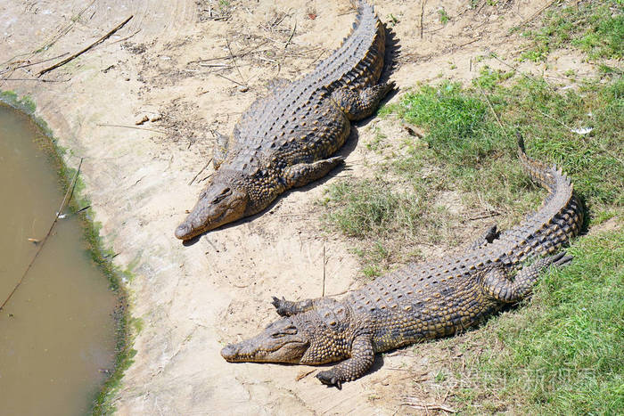 两只鳄鱼躺在农场的地板上