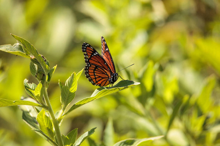 君主蝴蝶 Danaus plexippus 在牛奶杂草上