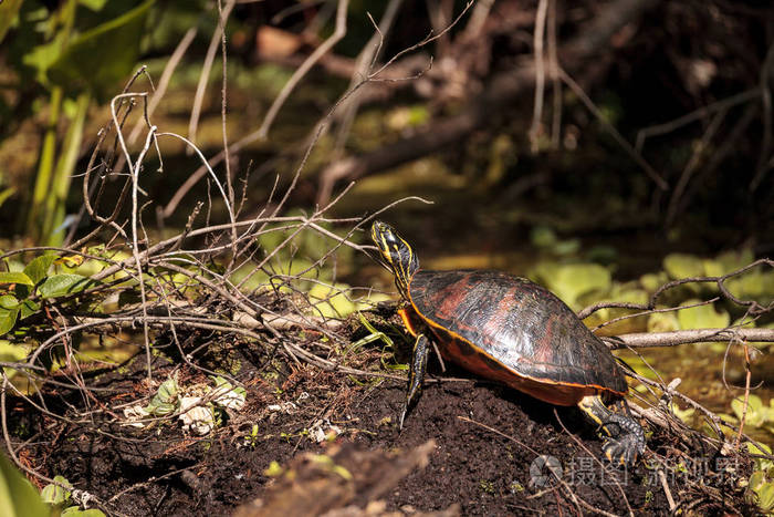 佛罗里达红肚龟pseudemysnelsoni