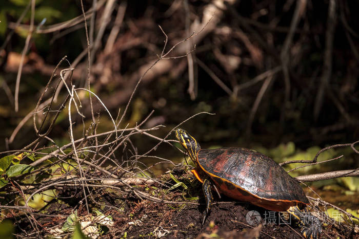 佛罗里达红肚龟pseudemysnelsoni