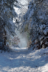 枫丹白露森林雪下阿普雷蒙特峡谷徒步路径