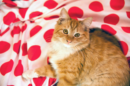 红色的家又小又可爱的猫在床上。 漂亮的家庭猫。 复古的气候和颜色。 黑白圆点材料。