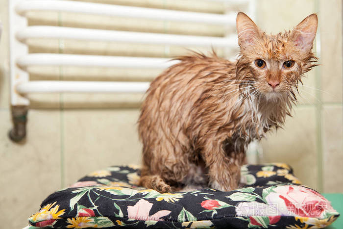 照片 洗澡后湿猫.小猫裹着一条粉红色的毛巾.洗澡后不满意的宠物.jpg