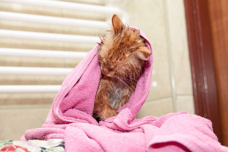 小猫裹着一条粉红色的毛巾.洗澡后不满意的宠物照片