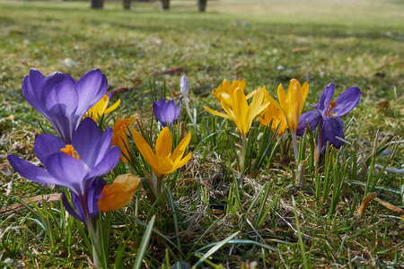 Crocusses 在春天慕尼黑巴伐利亚