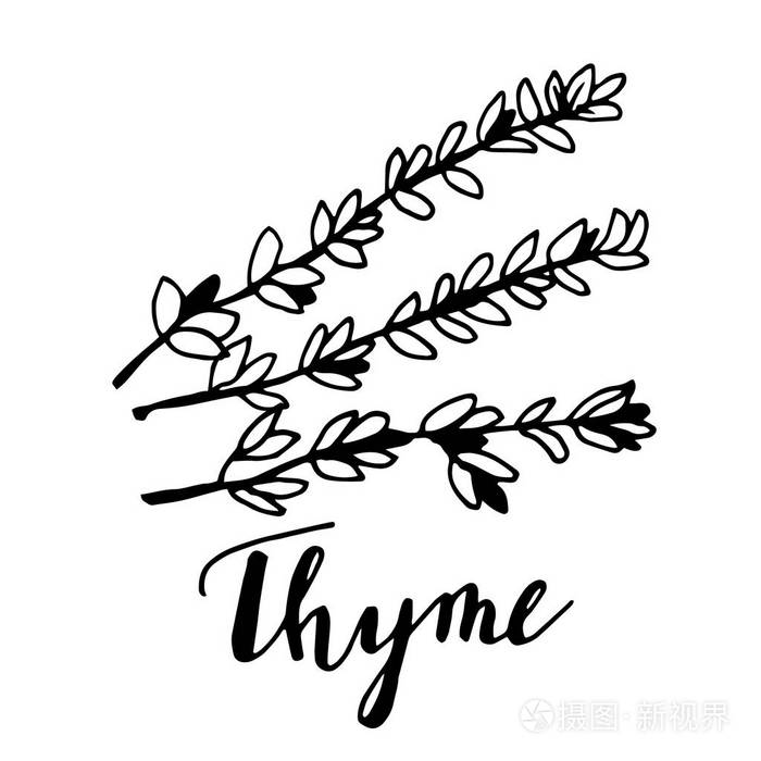 手绘百里香植物叶子被隔绝在白色背景上