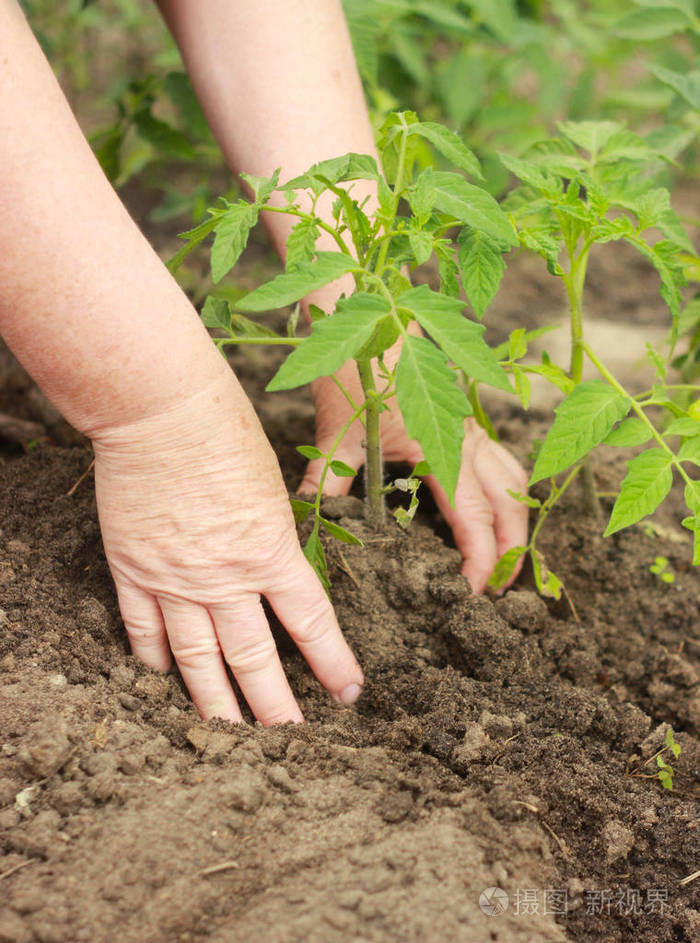 在菜园里种植番茄幼苗的农夫的手