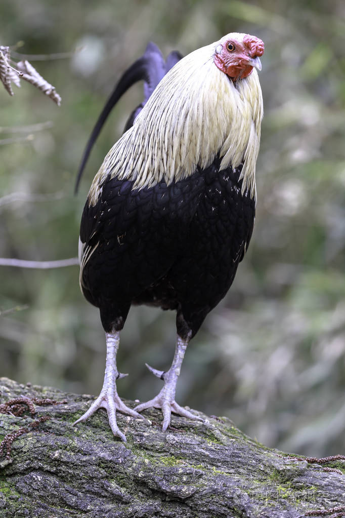荷兰矮脚鸡雏鸡