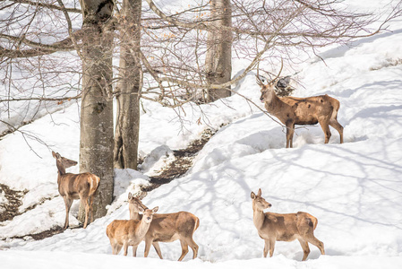 鹿在意大利北部一个公园里的一组冬季雪