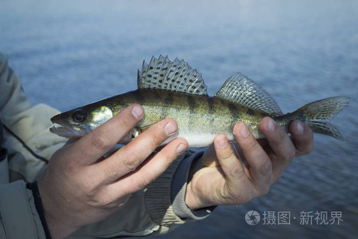 渔民抱着鱼在蓝色的水背景特写镜头照片