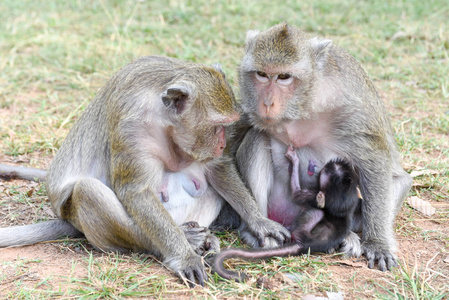 婴儿猴子母乳从他的母亲小猴子吃妈妈送的牛奶.一群猴子.