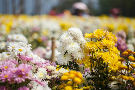 美丽的菊花花盛开在花园里