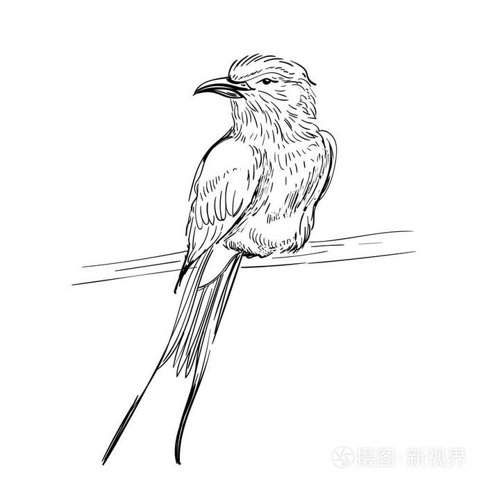 在白色背景下被隔离.小鹨插画-正版商用图片11q7no-摄图新视界