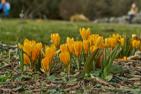 Crocusses 在春天慕尼黑巴伐利亚