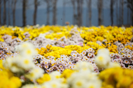 美丽的菊花花盛开在花园里