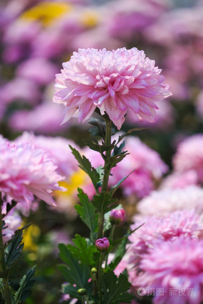 美丽的菊花花盛开在花园里