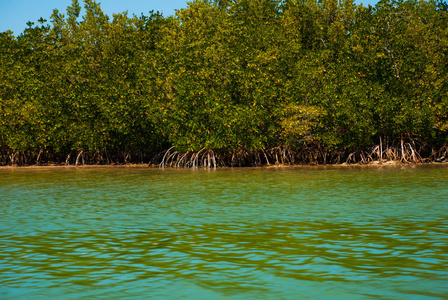 干红树林。里约热内卢 Lagartos, 尤卡坦半岛, 墨西哥