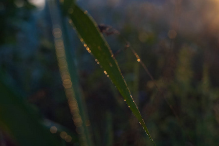 新鲜的绿色厚草在早晨与博凯图片