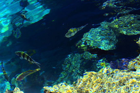 五颜六色的美丽的红海鱼在水面的厚度上了珊瑚礁和黄沙的背景。 沙姆埃尔谢克埃及屏保壁纸