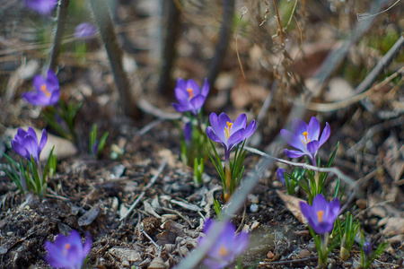 Crocusses 在春天慕尼黑巴伐利亚