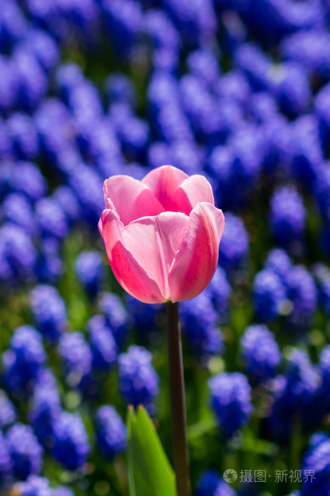 郁金香花在春天盛开